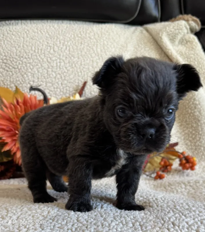 FLUFFY ROCKY – French Bulldog puppy for sale in Camdenton, MO