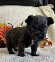 FLUFFY ROCKY, a male French Bulldog for sale in Camdenton, MO – 1 of 7