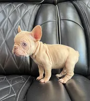 REDUCED VELVET PEACHES, a female French Bulldog for sale in Camdenton, MO – 2 of 9