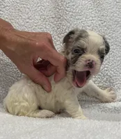 FLUFFY KOI RENO, a male French Bulldog for sale in Camdenton, MO – 5 of 7