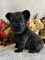 FLUFFY GABBY, a female French Bulldog for sale in Camdenton, MO – 4 of 8