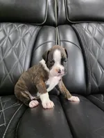Marlee, a female Boxer for sale in Camdenton, MO – 6 of 9