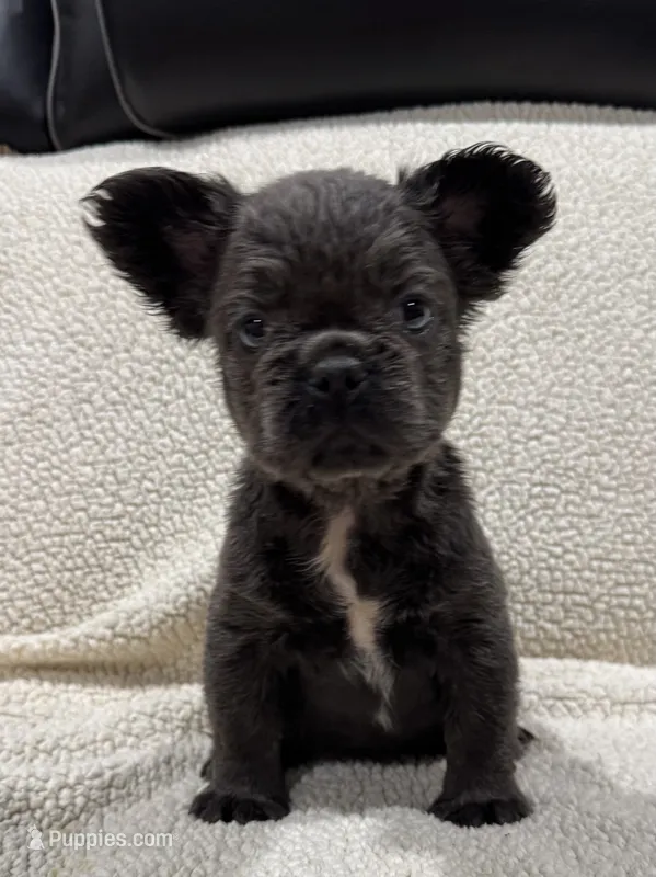 REDUCED💲FLUFFY CIARA – French Bulldog puppy for sale in Osage Beach, MO