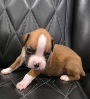 Brynlee, a female Boxer for sale in Camdenton, MO – 3 of 8