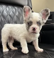 REDUCED PRICE FLUFFY KOI RENO, a male French Bulldog for sale in Camdenton, MO – 3 of 10