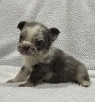 FLUFFY MAJESTY, a female French Bulldog for sale in Camdenton, MO – 3 of 10