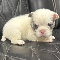 🦠REDUCED💲FLUFFY SNOW BANDIT🦠, a male French Bulldog for sale in Camdenton, MO – Photo 2 of 10