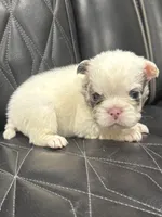 ❤️ FLUFFY SNOW BANDIT❤️, a male French Bulldog for sale in Camdenton, MO – Photo 2 of 10