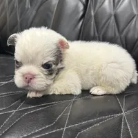 🦠REDUCED💲FLUFFY SNOW BANDIT🦠, a male French Bulldog for sale in Camdenton, MO – Photo 3 of 10