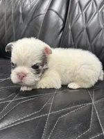 ❤️ FLUFFY SNOW BANDIT❤️, a male French Bulldog for sale in Camdenton, MO – Photo 3 of 10