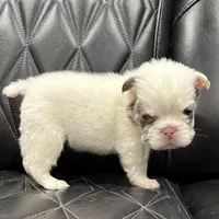 🦠REDUCED💲FLUFFY SNOW BANDIT🦠, a male French Bulldog for sale in Camdenton, MO – Photo 4 of 10