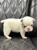 ❤️ FLUFFY SNOW BANDIT❤️, a male French Bulldog for sale in Camdenton, MO – Photo 4 of 10