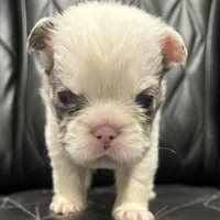 🦠REDUCED💲FLUFFY SNOW BANDIT🦠, a male French Bulldog for sale in Camdenton, MO – Photo 5 of 10
