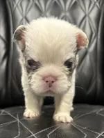 ❤️ FLUFFY SNOW BANDIT❤️, a male French Bulldog for sale in Camdenton, MO – Photo 5 of 10