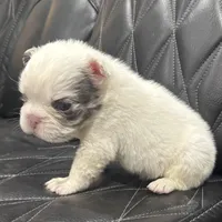 🦠REDUCED💲FLUFFY SNOW BANDIT🦠, a male French Bulldog for sale in Camdenton, MO – Photo 9 of 10