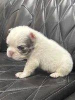 ❤️ FLUFFY SNOW BANDIT❤️, a male French Bulldog for sale in Camdenton, MO – Photo 9 of 10