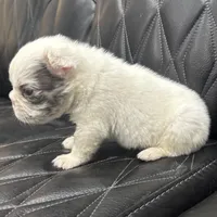 🦠REDUCED💲FLUFFY SNOW BANDIT🦠, a male French Bulldog for sale in Camdenton, MO – Photo 10 of 10