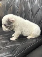 ❤️ FLUFFY SNOW BANDIT❤️, a male French Bulldog for sale in Camdenton, MO – Photo 10 of 10