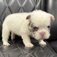 🦠REDUCED💲FLUFFY SNOW BANDIT🦠, a male French Bulldog for sale in Camdenton, MO – Photo 7 of 10