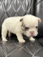 ❤️ FLUFFY SNOW BANDIT❤️, a male French Bulldog for sale in Camdenton, MO – Photo 7 of 10