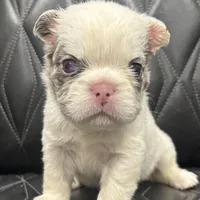 🦠REDUCED💲FLUFFY SNOW BANDIT🦠, a male French Bulldog for sale in Camdenton, MO – Photo 1 of 10