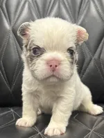 ❤️ FLUFFY SNOW BANDIT❤️, a male French Bulldog for sale in Camdenton, MO – Photo 1 of 10