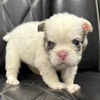 🦠REDUCED💲FLUFFY SNOW BANDIT🦠, a male French Bulldog for sale in Camdenton, MO – Photo 6 of 10
