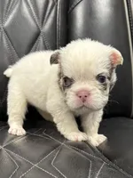 ❤️ FLUFFY SNOW BANDIT❤️, a male French Bulldog for sale in Camdenton, MO – Photo 6 of 10