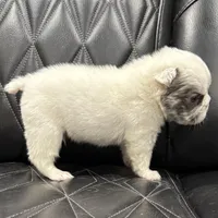 🦠REDUCED💲FLUFFY SNOW BANDIT🦠, a male French Bulldog for sale in Camdenton, MO – Photo 8 of 10