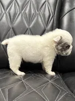 ❤️ FLUFFY SNOW BANDIT❤️, a male French Bulldog for sale in Camdenton, MO – Photo 8 of 10
