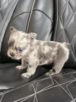 Fluffy Emma, a female French Bulldog for sale in Camdenton, MO – 3 of 9