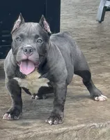  REDUCED PRICE Star *Pocket bully*, a female American Bully for sale in Camdenton, MO – 3 of 10