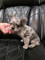 Marlee, a female French Bulldog for sale in Camdenton, MO – Photo 9 of 10