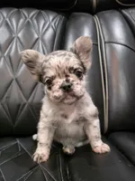 Marlee, a female French Bulldog for sale in Camdenton, MO – Photo 7 of 10