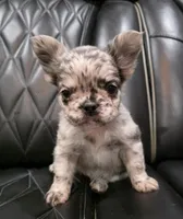 Marlee, a female French Bulldog for sale in Camdenton, MO – Photo 1 of 10