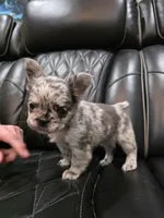 Marlee, a female French Bulldog for sale in Camdenton, MO – Photo 2 of 10