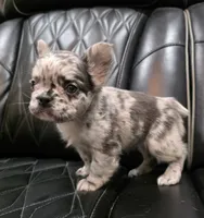 Marlee, a female French Bulldog for sale in Camdenton, MO – Photo 8 of 10