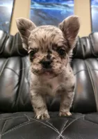 Marlee, a female French Bulldog for sale in Camdenton, MO – Photo 4 of 10