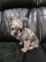 Marlee, a female French Bulldog for sale in Camdenton, MO – Photo 10 of 10