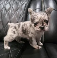 Marlee, a female French Bulldog for sale in Camdenton, MO – Photo 3 of 10