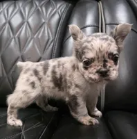 Marlee, a female French Bulldog for sale in Camdenton, MO – Photo 6 of 10