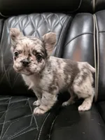 Marlee, a female French Bulldog for sale in Camdenton, MO – Photo 5 of 10