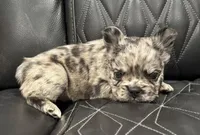 🦠 FLUFFY💲 BRYNLEE🦠, a female French Bulldog for sale in Camdenton, MO – Photo 6 of 10