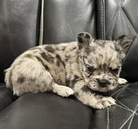 🦠 FLUFFY💲 BRYNLEE🦠, a female French Bulldog for sale in Camdenton, MO – Photo 8 of 10