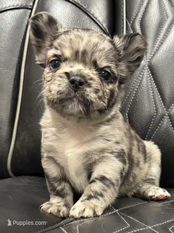 🦠 FLUFFY💲 BRYNLEE🦠 – French Bulldog puppy for sale in Camdenton, MO