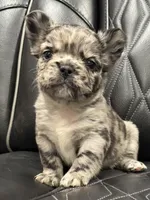 🦠 FLUFFY💲 BRYNLEE🦠, a female French Bulldog for sale in Camdenton, MO – Photo 1 of 10