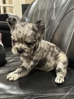 🦠 FLUFFY💲 BRYNLEE🦠, a female French Bulldog for sale in Camdenton, MO – Photo 9 of 10