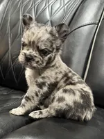 🦠 FLUFFY💲 BRYNLEE🦠, a female French Bulldog for sale in Camdenton, MO – Photo 3 of 10