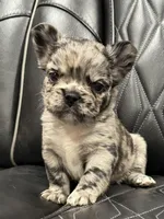 🦠 FLUFFY💲 BRYNLEE🦠, a female French Bulldog for sale in Camdenton, MO – Photo 2 of 10