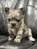 🦠 FLUFFY💲 BRYNLEE🦠, a female French Bulldog for sale in Camdenton, MO – Photo 5 of 10